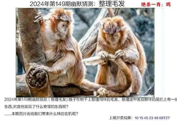 2024澳门天天六开彩免费资料第114期