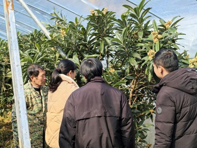 新澳今晚特9点30开什么和老人上树摘枇杷被困与爬树摘枇杷