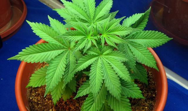 2025新澳门天天开奖结果和糖果检出大麻成分与